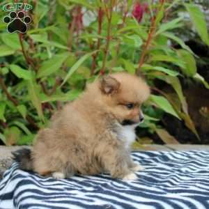 Tamara, Pomeranian Puppy